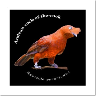 Andean cock-of-the-rock tropical bird pin white text Posters and Art